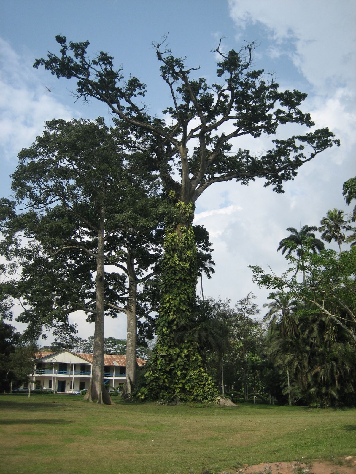 two huge trees in the middle of a lush green park