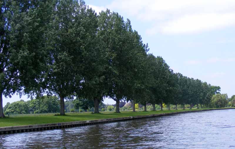 a view along a canal with many trees lining it