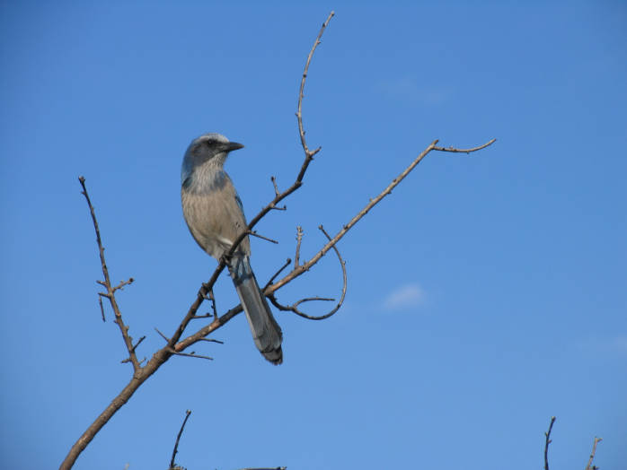 a small blue bird perched on the top of a tree