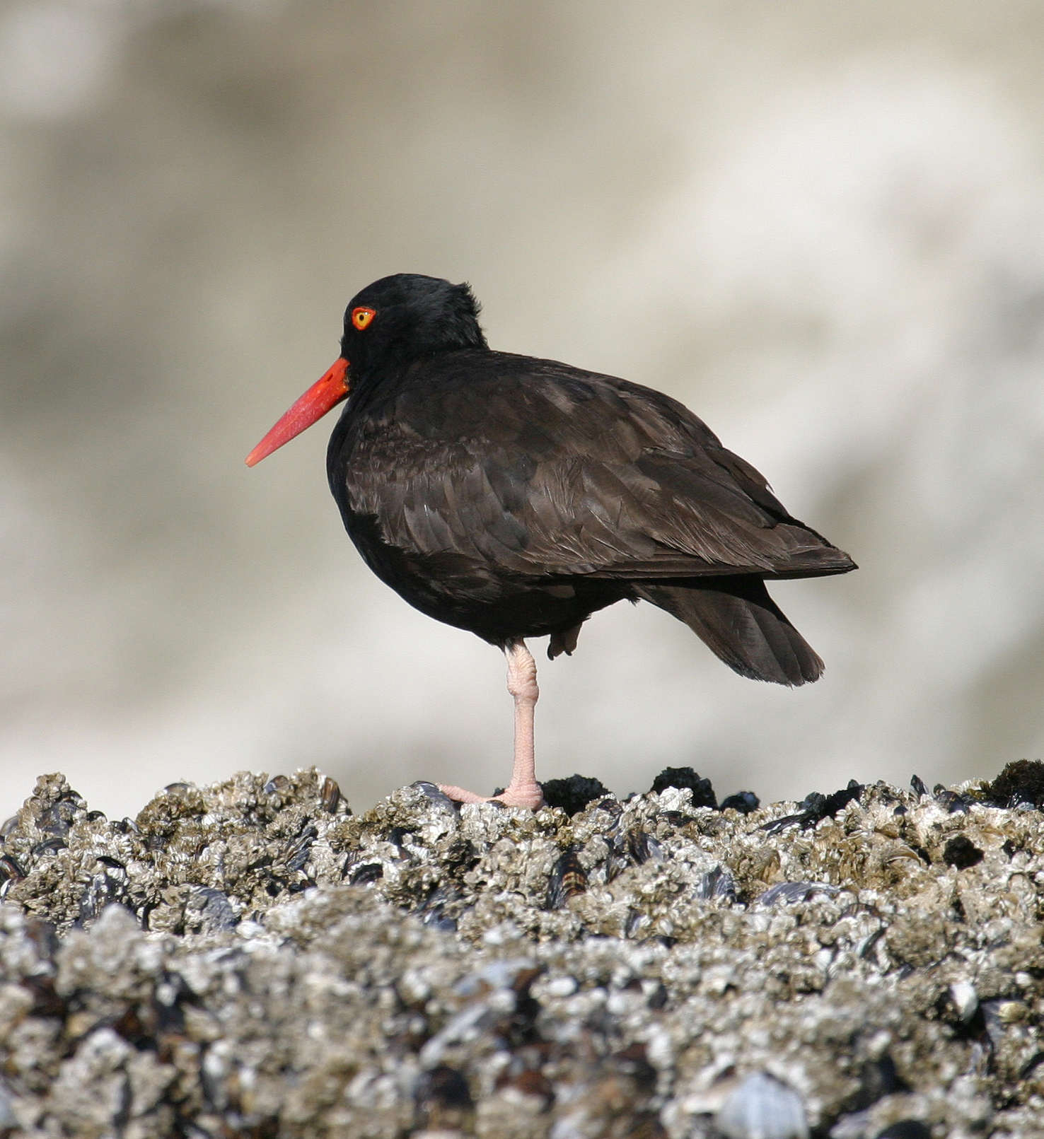 a black bird with orange beak on a rocky surface