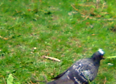 a small pigeon is standing in the grass