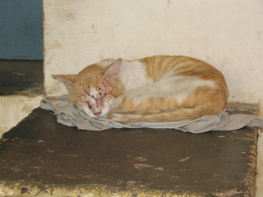 an orange and white cat sleeping on a cloth