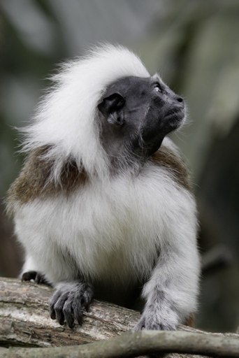 a white and brown monkey looking away in the distance