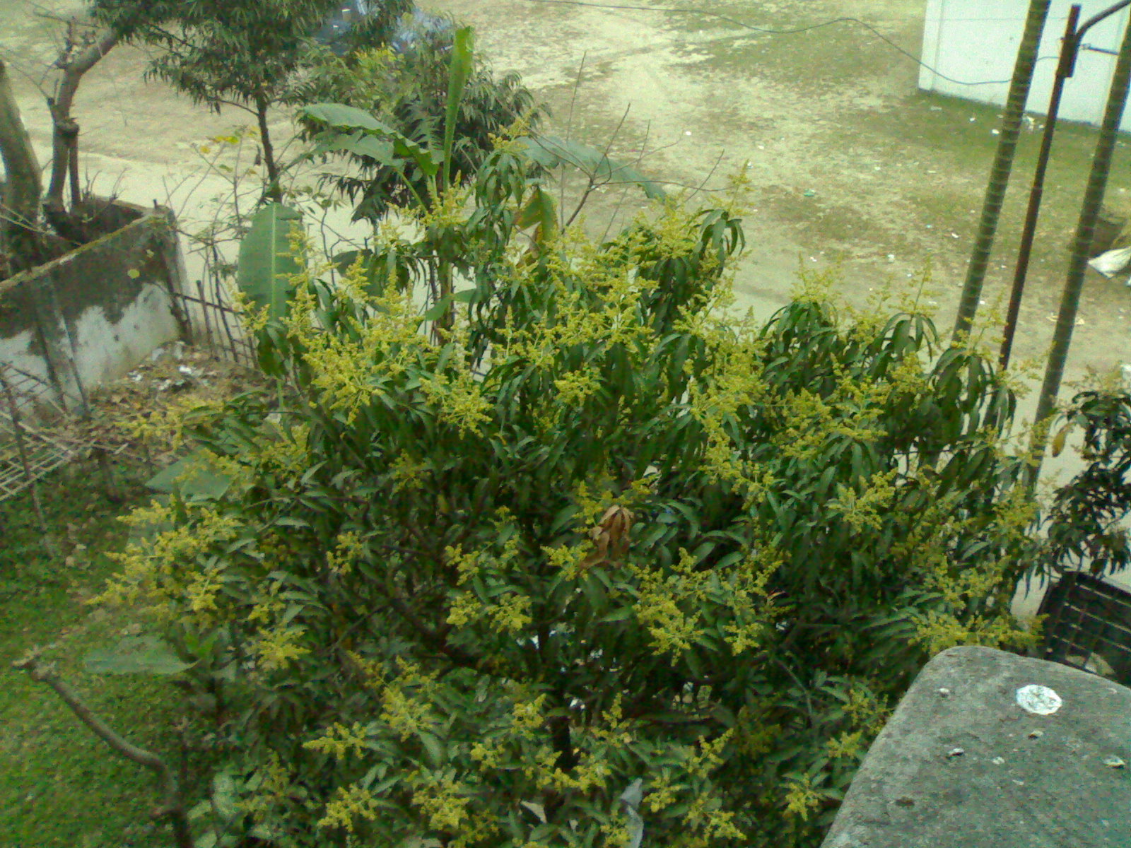 a yellow bush sitting in front of a tree