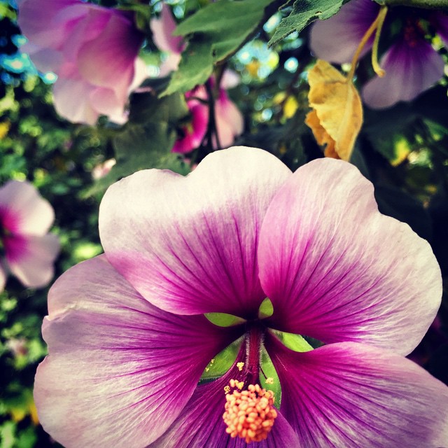 a flower with lots of purple and yellow petals