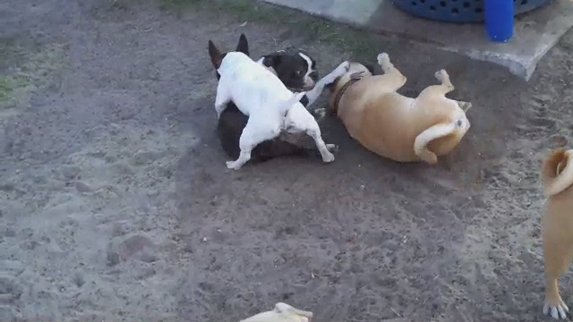 two small dogs are fighting over a large toy