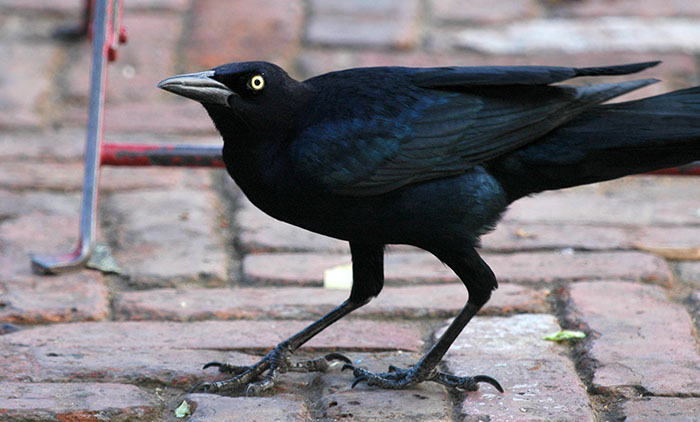 a large black bird with its wings spread on a cobbled pavement