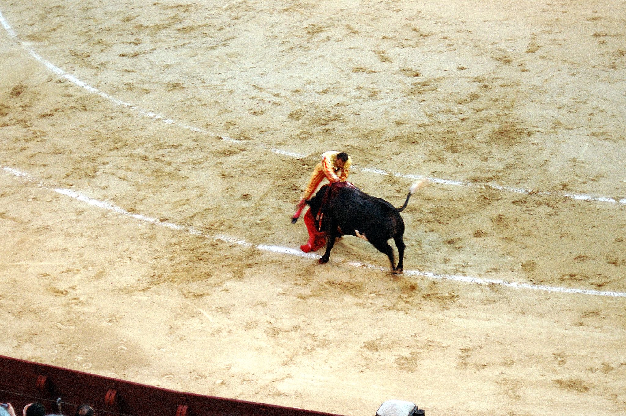 the man is trying to wrestle with the bull