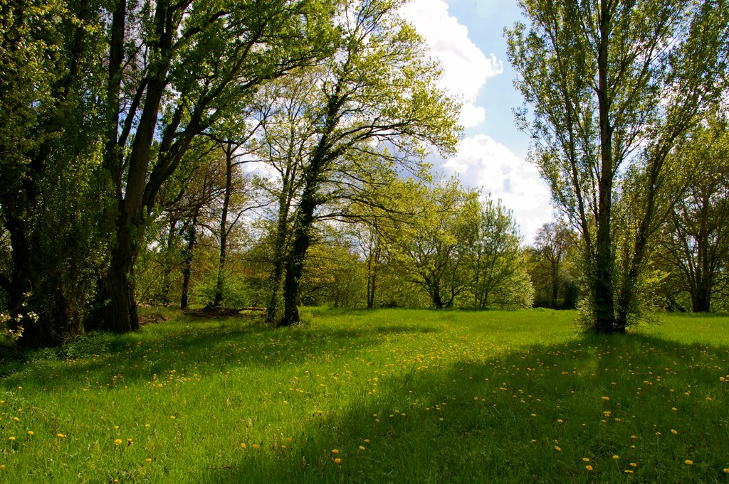 a wide green field with trees and daisies