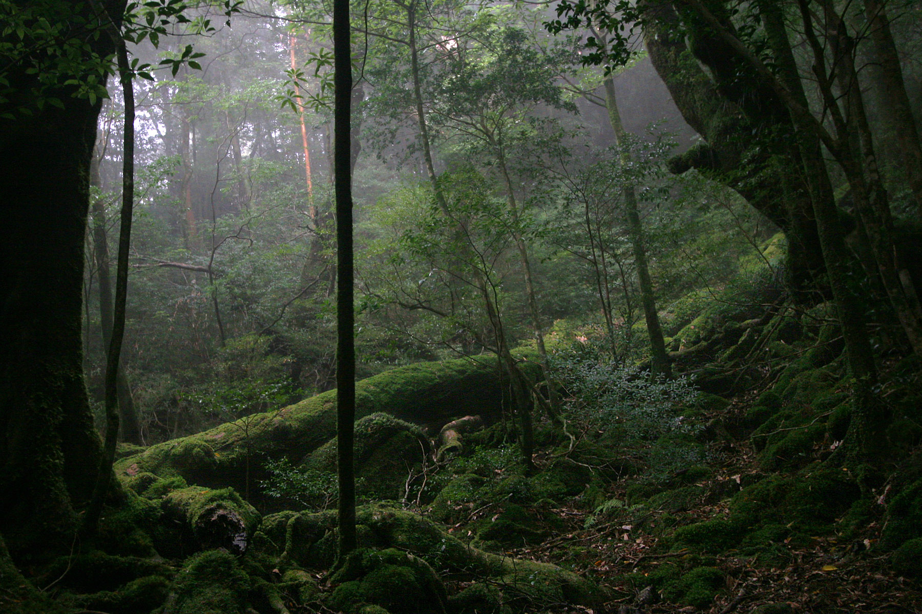 there is an image of the backcountry in the woods