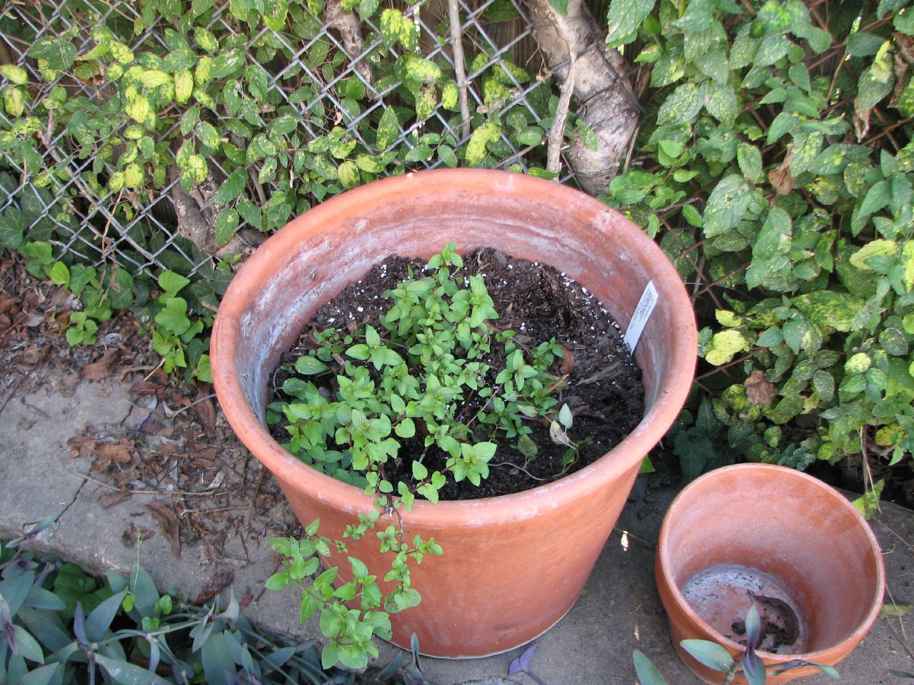 a clay pot filled with different plants next to another pot