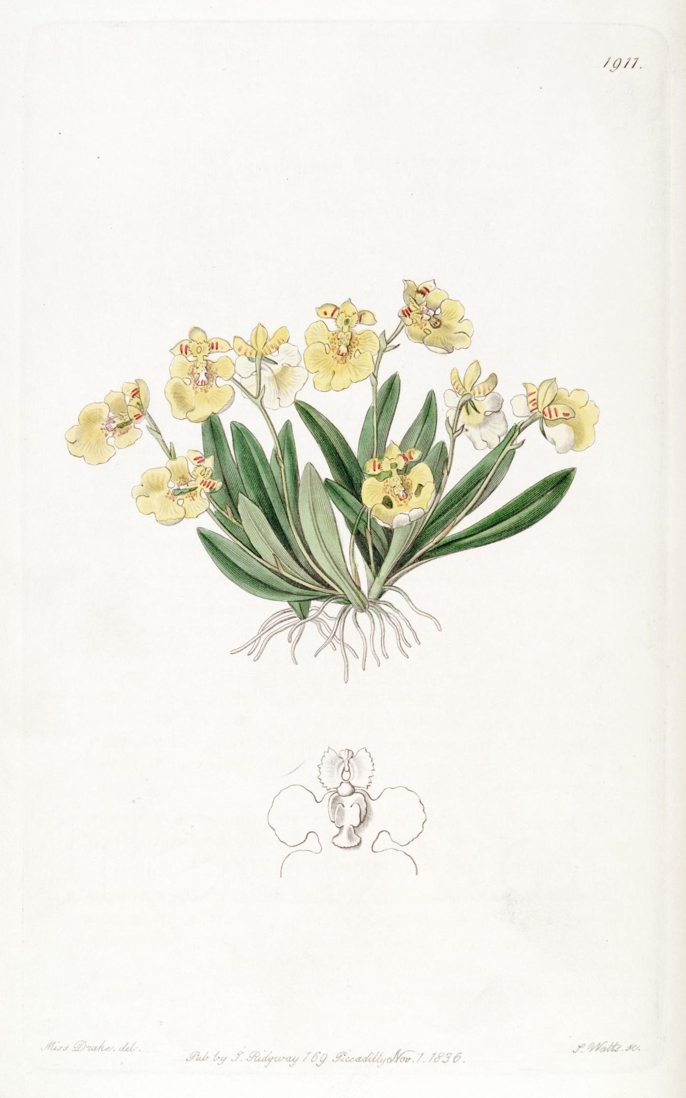 a print depicting a flower in a vase