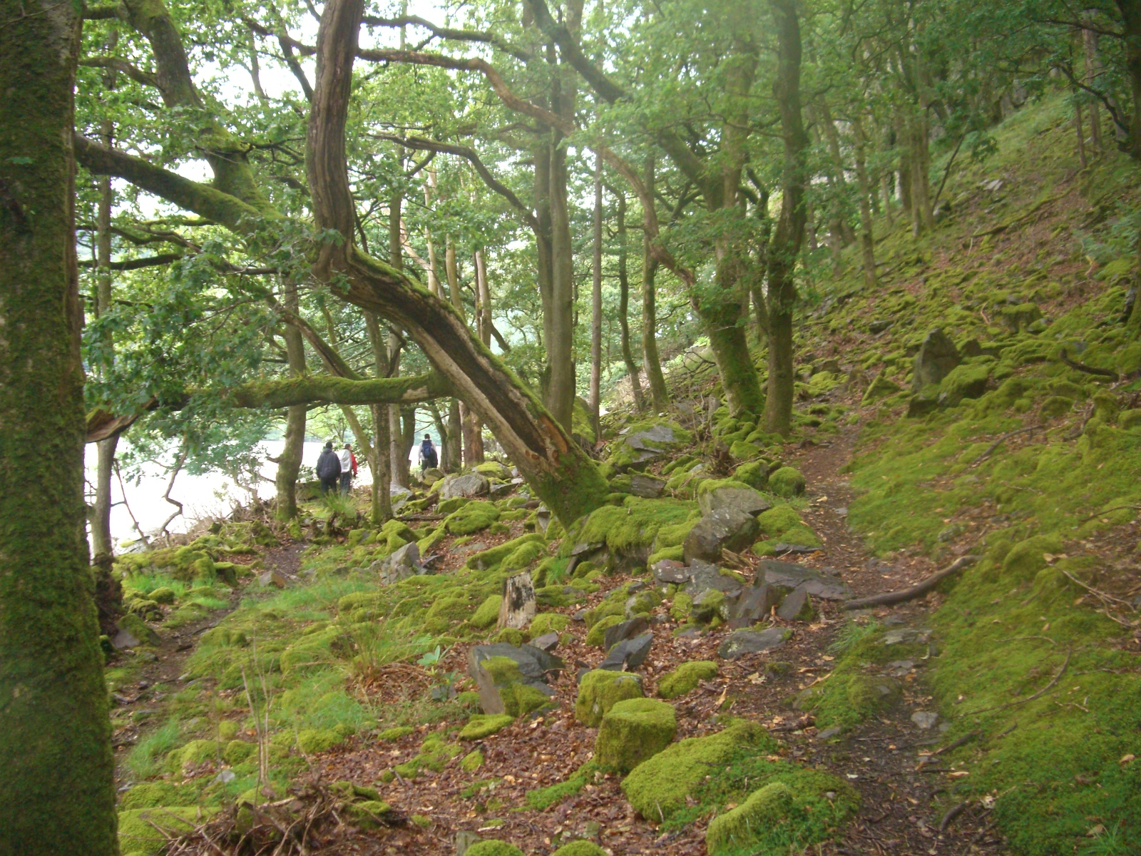 a tree covered hillside has lots of moss growing on it