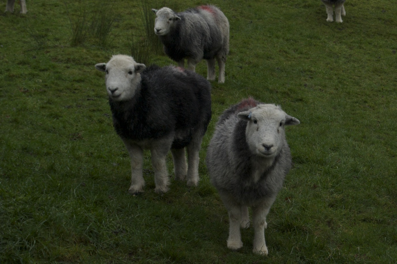 five lambs are standing in the grass near a fence