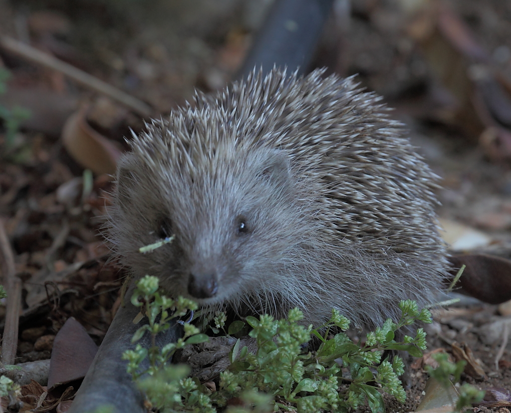 a porcupine on the ground with its nose on some vegetation