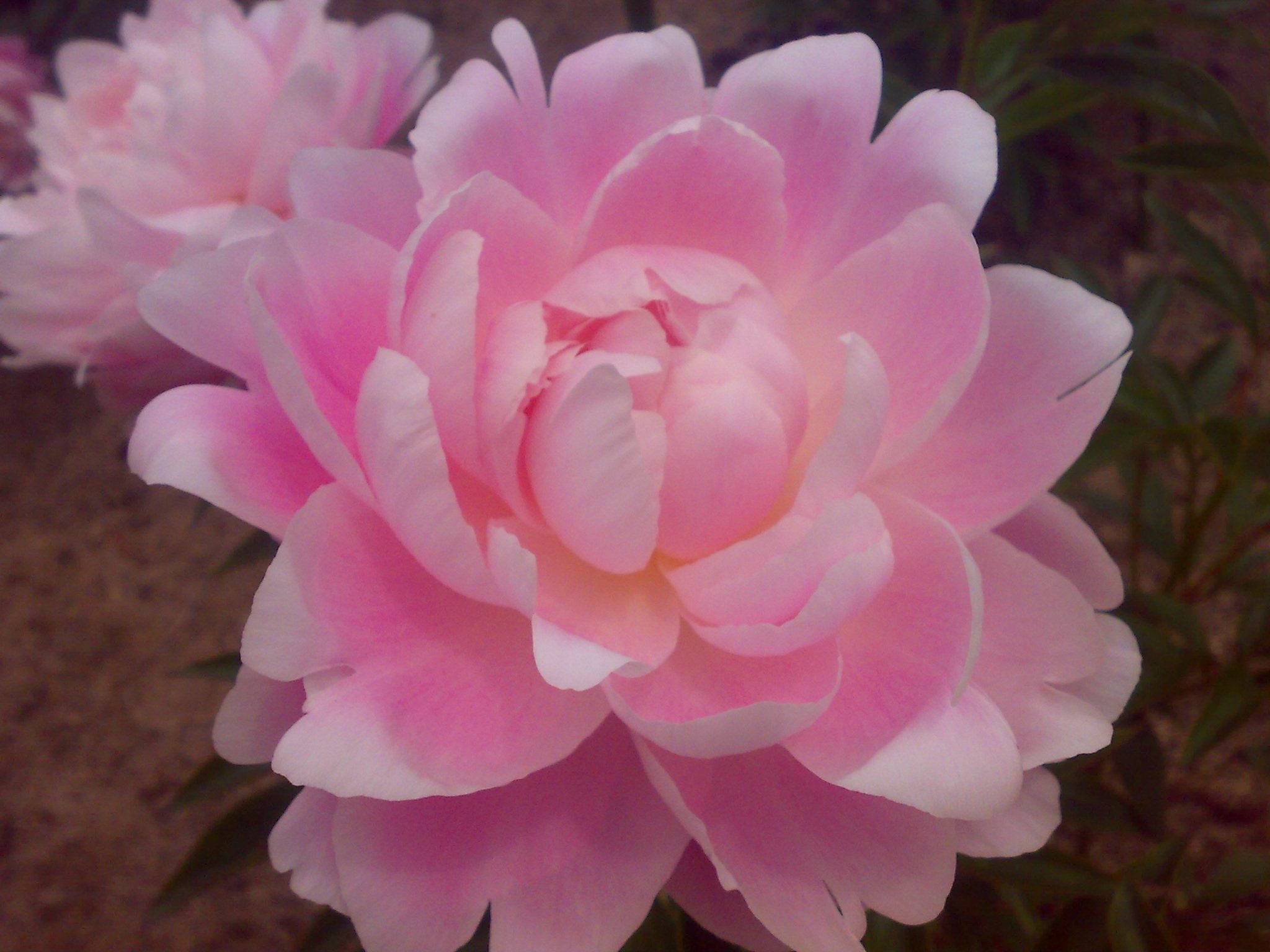 a big pretty pink flower in bloom