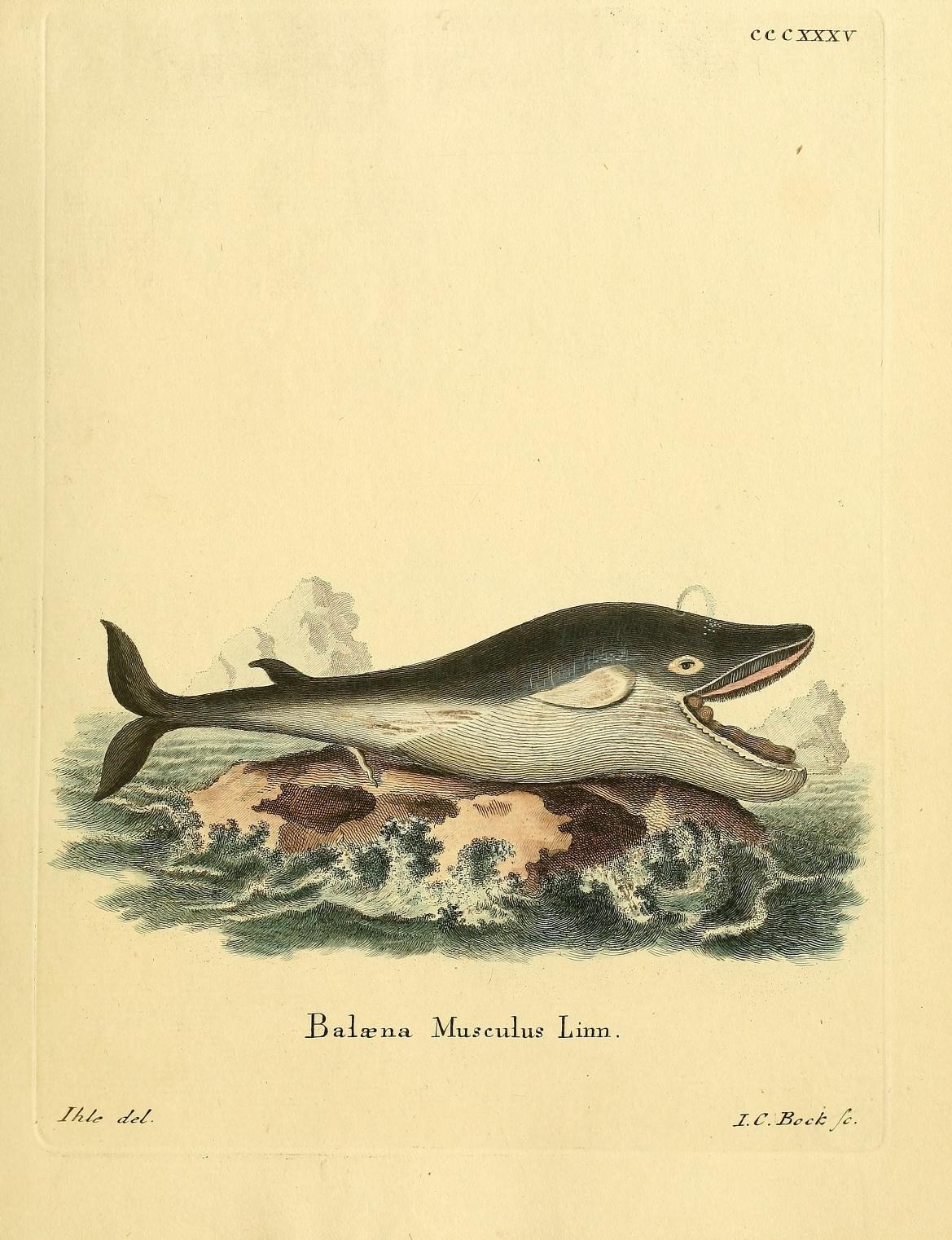 an antique drawing of a whale with fish