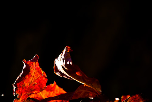 a pair of dead leaves with a black background