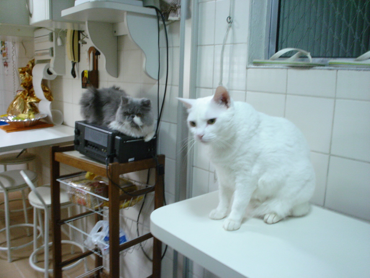 a white cat and a gray and white cat sit on a chair in a small room