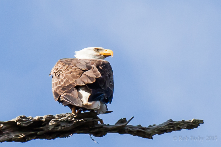 an eagle sitting on top of a tree nch