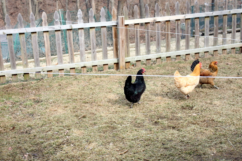 a group of chickens that are walking around in a yard