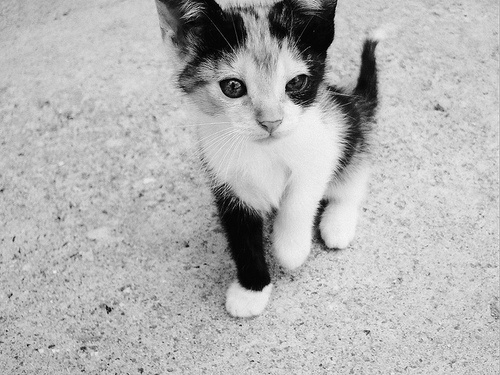 a small cat walking across a gray sidewalk