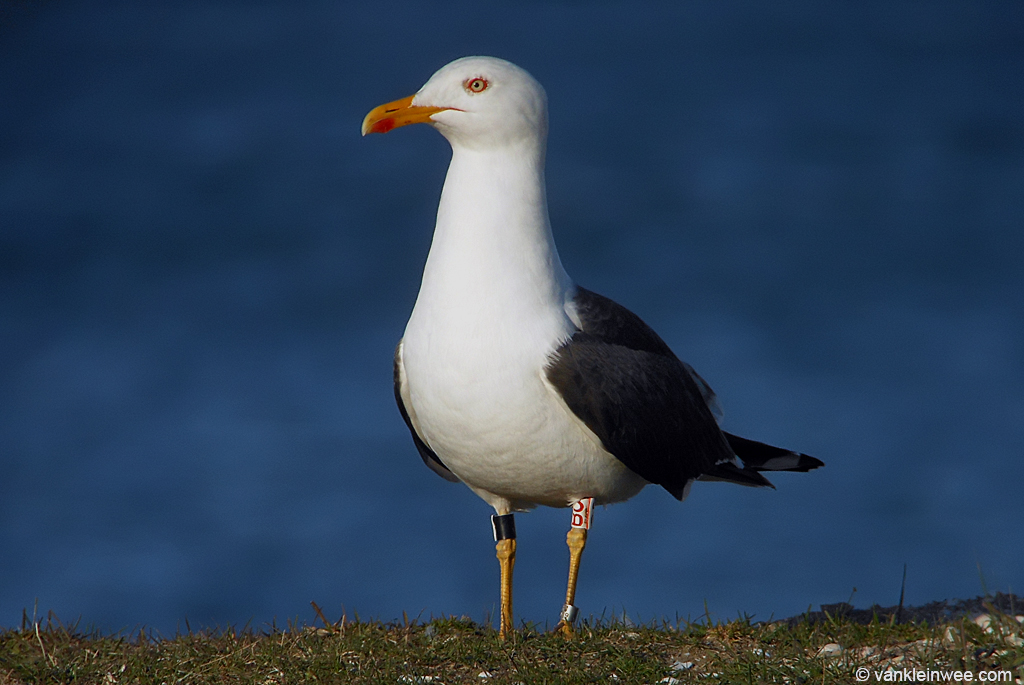 a white and black seagull stands on a grassy hill