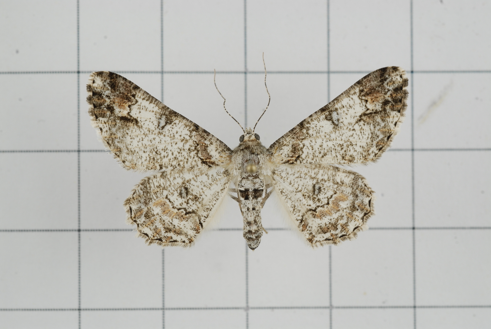 a moth with white spots on the wings
