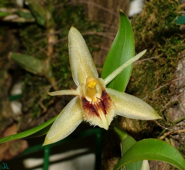 a close up image of an orchid with large green leaves