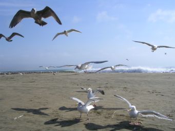 seagulls flying on the beach as a flock flies past them