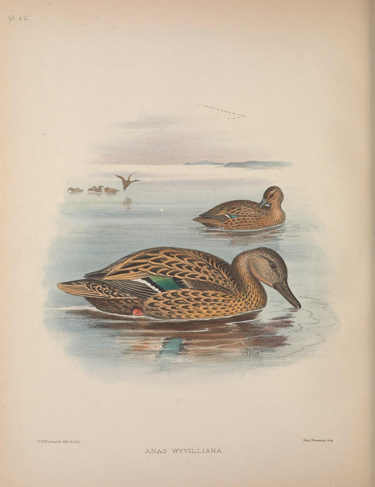 a drawing of two ducks swimming in a pond