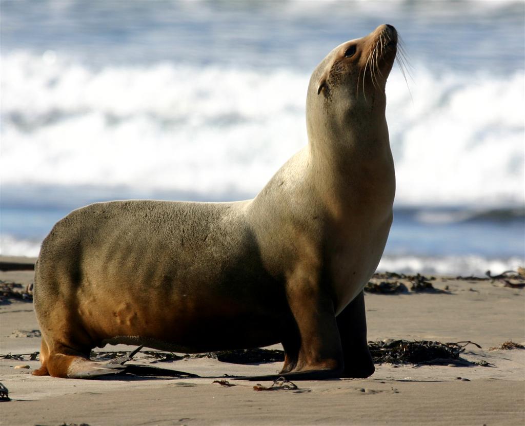 a large brown seal sitting on top of a sandy beach