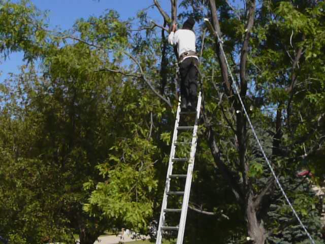 a person on a ladder trying to climb up a tree