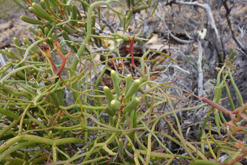 a close up of small green plants growing in the grass