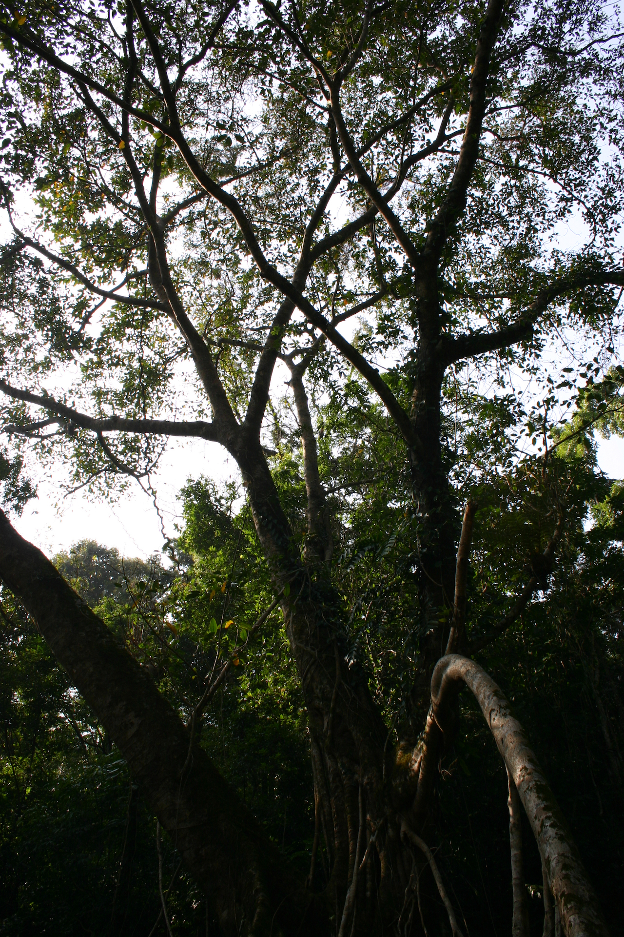 tree nches, with very little green leaves, surround a large open area