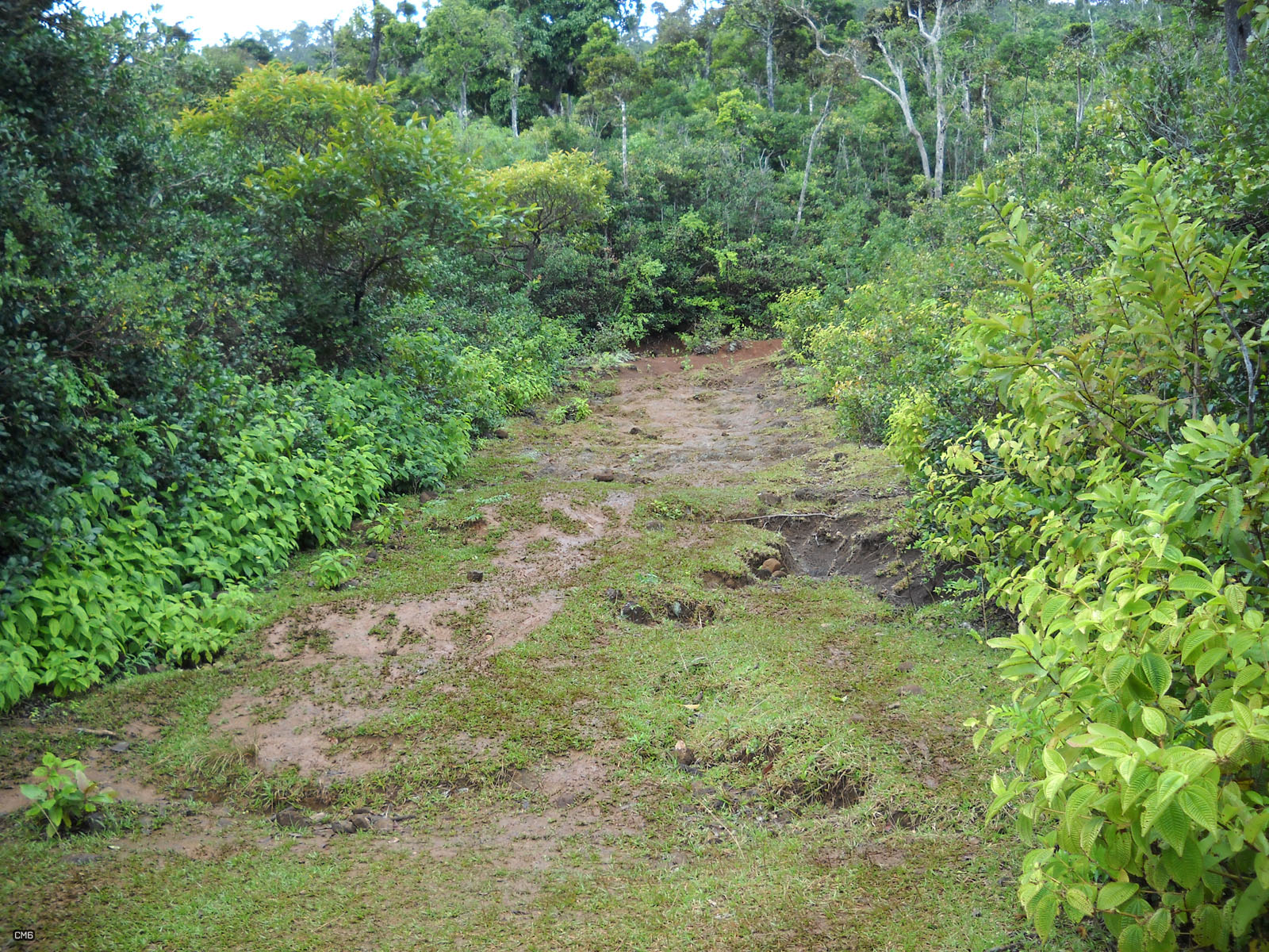 dirt trail through some thicket next to bushes