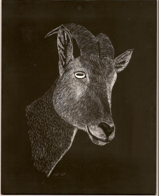 an artistic drawing of a goat's head with the head turned backwards