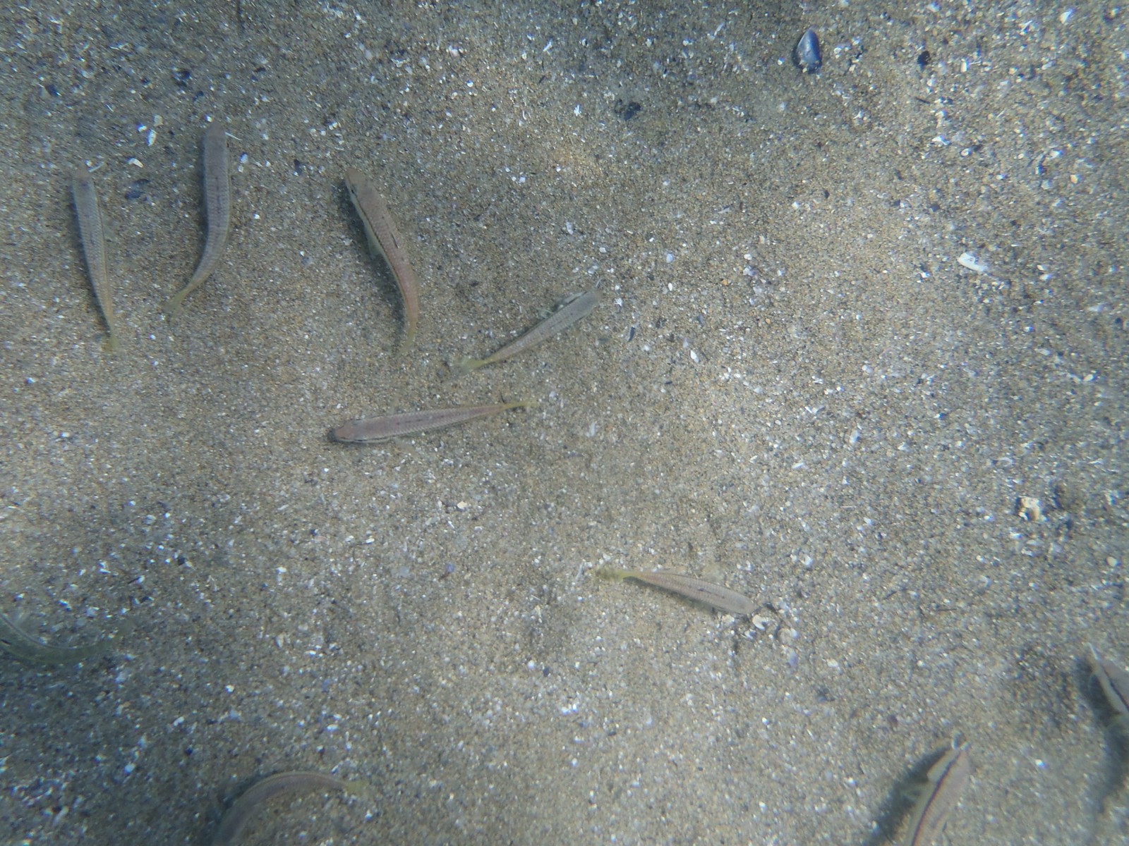 small fish and baby fishes swim in the sand