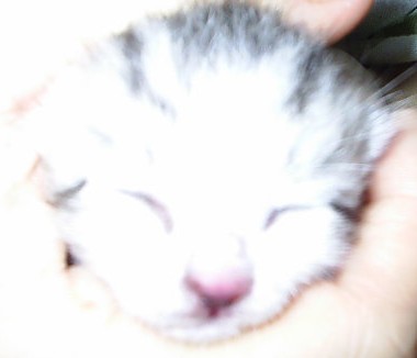 a small white and gray kitten sleeping inside of it's human's hands