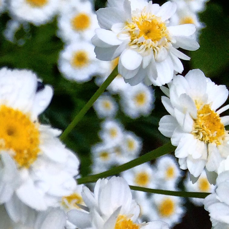 white and yellow flowers are being shown in the foreground