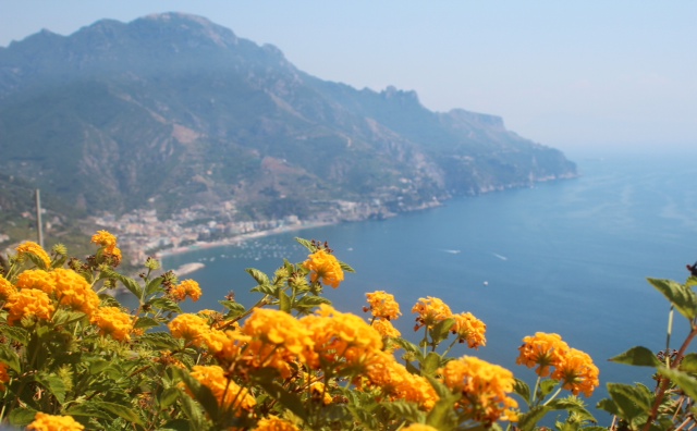 yellow flowers with ocean in background and mountains
