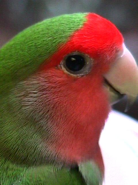 red and green parrot looking straight ahead from side