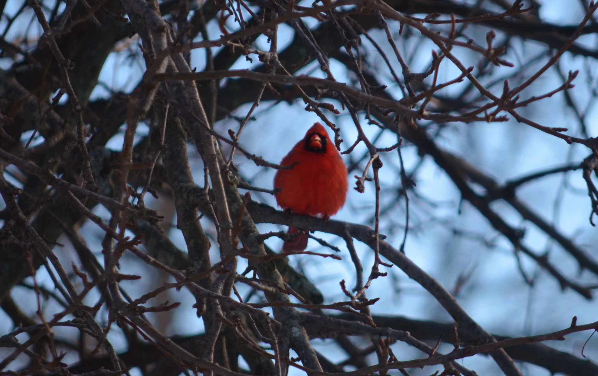 red and black bird perched in a tree looking at the camera