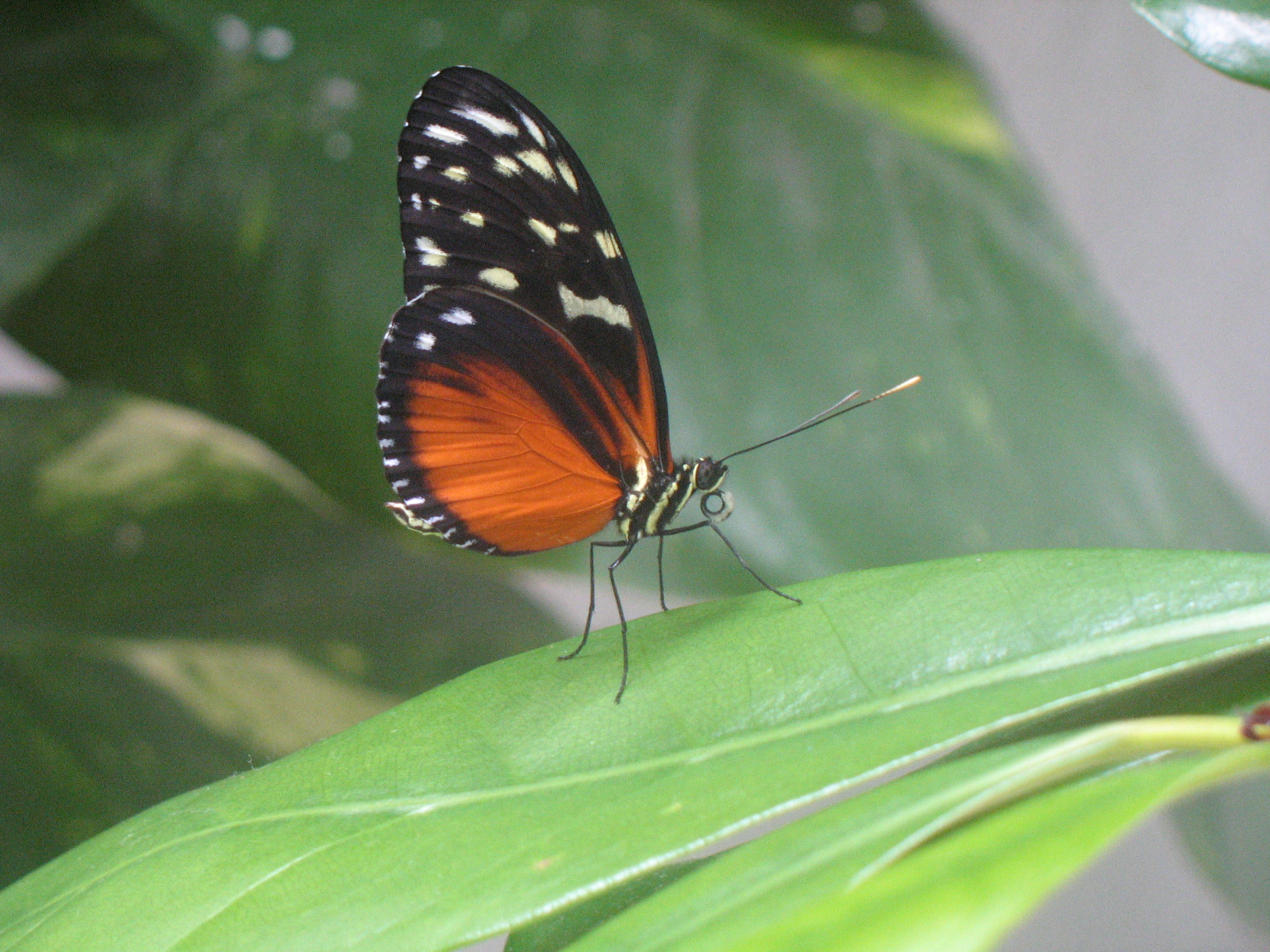 a close up view of a erfly on top of a leaf