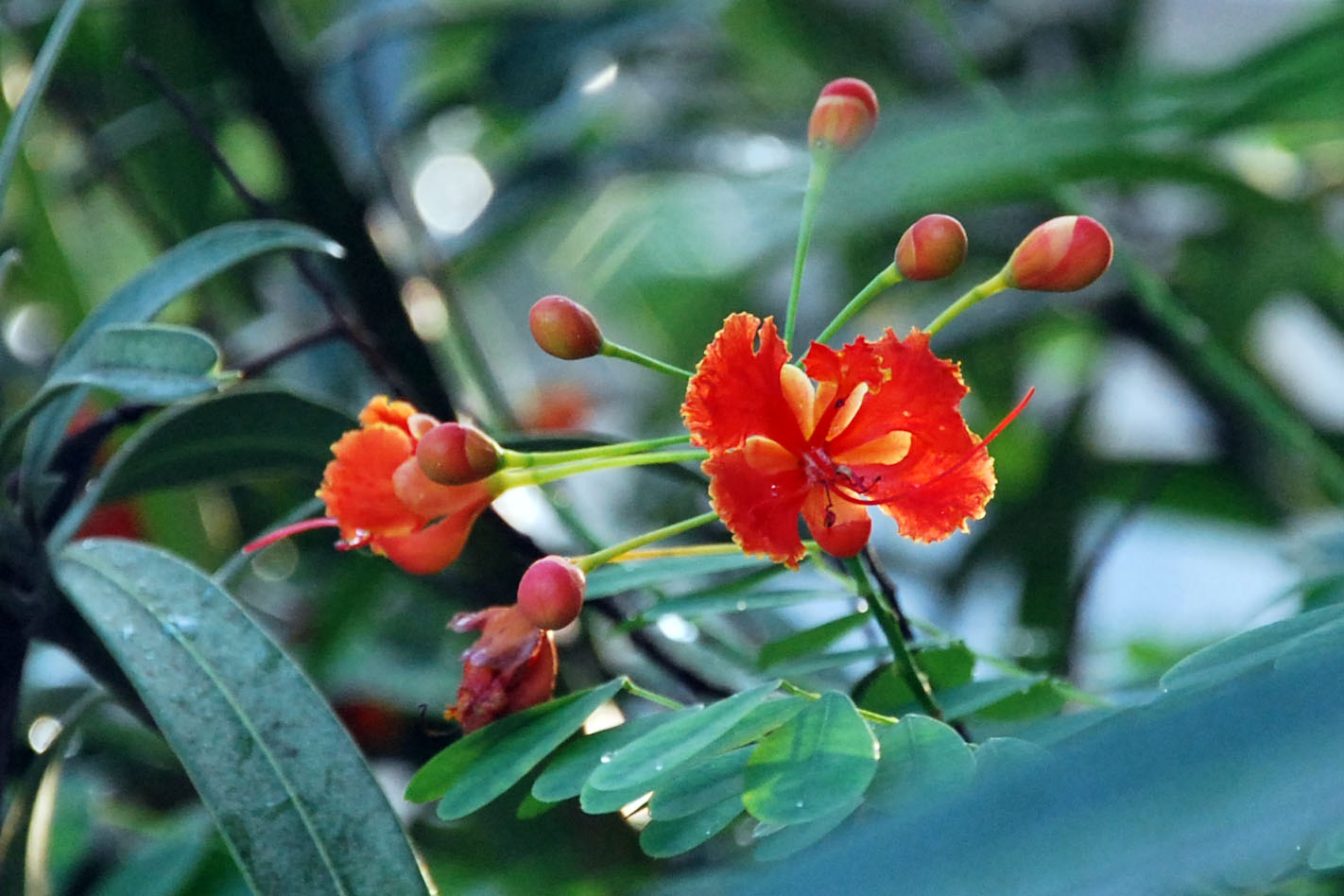 red flowers blooming in a tree with green leaves