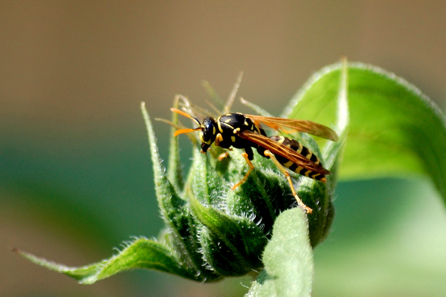 a close up of a small insect on a leaf