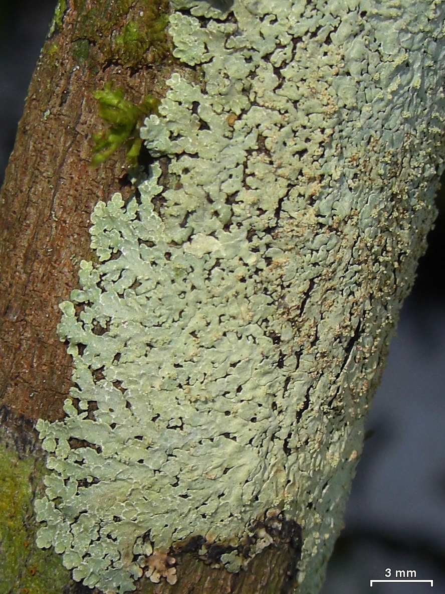 a close up of a green mossy, tree trunk