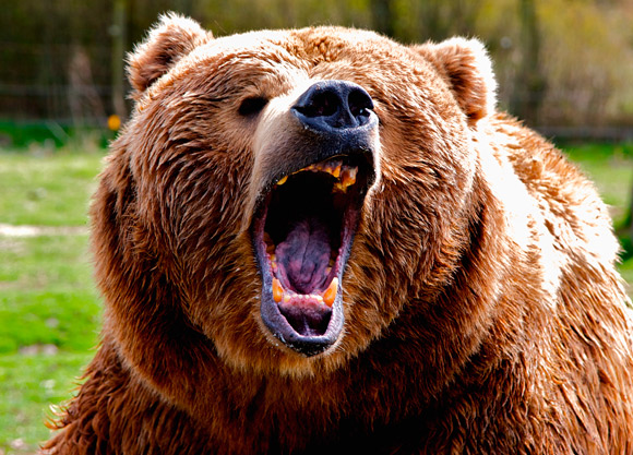 a bear is growling with its mouth open