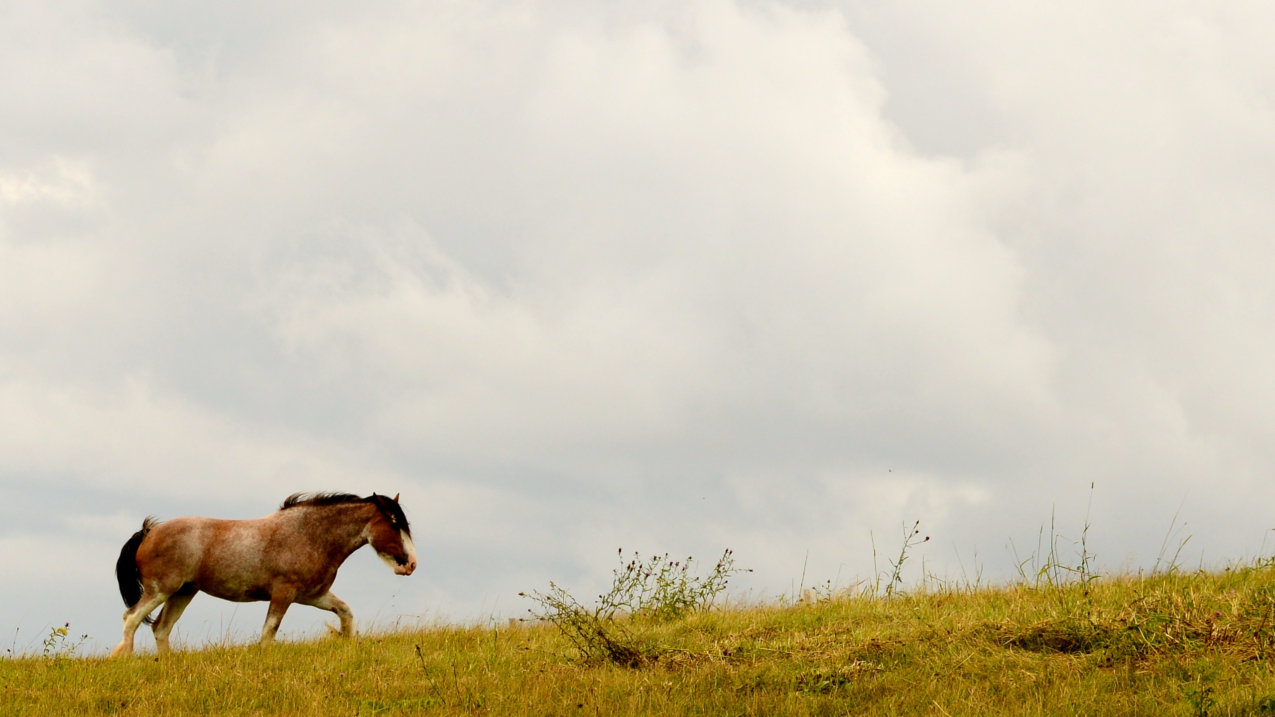 a brown and white horse standing on top of a grass covered hillside