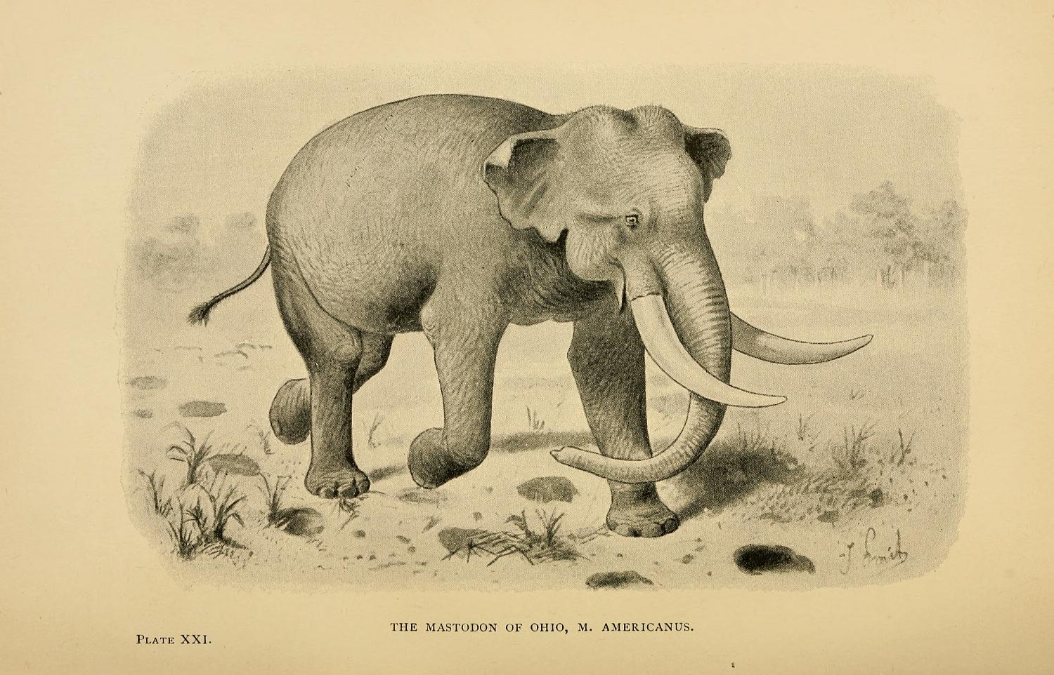 an old picture of an elephant in the wild